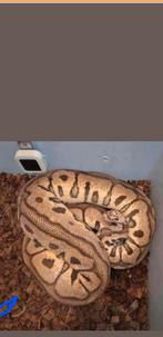 Ballpython python regius  8x  +rack, Dieren en Toebehoren, Reptielen en Amfibieën, Slang
