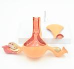 Baarmoeder Menselijk Anatomie Model Medisch School Arts, Verzenden, Nieuw