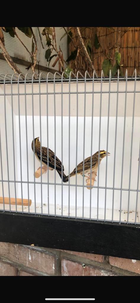 Tropen, Dieren en Toebehoren, Vogels | Overige Vogels, Tropenvogel, Meerdere dieren
