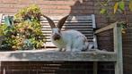 Lotharinger groot konijn ram, Dieren en Toebehoren, Mannelijk, Groot