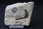 Enchodus (matrix) Boven-Krijt, Verzamelen, Mineralen en Fossielen, Ophalen of Verzenden, Fossiel