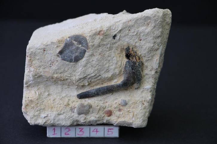 Enchodus (matrix) Boven-Krijt, Verzamelen, Mineralen en Fossielen, Fossiel, Ophalen of Verzenden