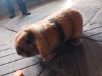 Konijn Ram, Dieren en Toebehoren, Mannelijk, Overige typen, Tam