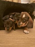 Dwerg teckels, Dieren en Toebehoren, Korthaar, Dwerg, Meerdere, Meerdere dieren