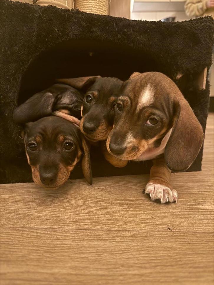 Teckel pups te koop, Dieren en Toebehoren, Honden | Teckels en Dashonden, Meerdere dieren, Korthaar, Dwerg, Particulier, Meerdere