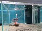 Flowerhorn Red Pearl Cichlide, Dieren en Toebehoren, Vissen | Aquariumvissen, Vis, Zoetwatervis