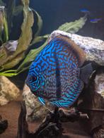 2 Discusvissen te koop, Vis, Zoetwatervis