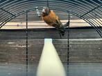 F1 Kapoetsensijs x Kanarie, Dieren en Toebehoren, Mannelijk, Wildzangvogel, Geringd