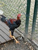 Indio gigante haan, Dieren en Toebehoren, Pluimvee, Mannelijk, Kip
