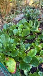 Schoenlapper, Tuin en Terras, Ophalen, Halfschaduw