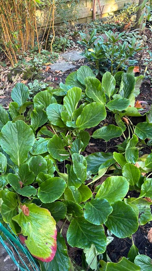 Schoenlapper, Tuin en Terras, Planten | Tuinplanten, Halfschaduw, Ophalen