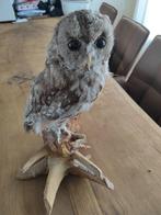 Opgezette bosuil, Ophalen, Vogel, Opgezet dier
