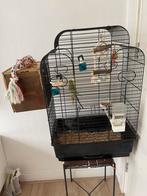 Grasparkieten mannetje en vrouwtje te koop, Dieren en Toebehoren, Vogels | Parkieten en Papegaaien, Vrouwelijk, Parkiet