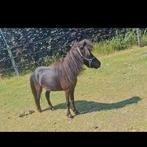 Super lieve mini paardje te koop, Dieren en Toebehoren, Paarden, Merrie, Ontwormd