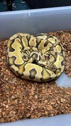 0.1 pastel dh hypo clown (proven ), Dieren en Toebehoren, Reptielen en Amfibieën, Slang, 0 tot 2 jaar