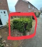 Mooie tuin vulling blok geknipte conifeer voor 5,=, Ophalen of Verzenden, Bloeit niet, Volle zon