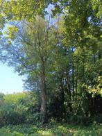 Vers Brandhout Elzen, Minder dan 3 m³, Ophalen, Elzenhout, Blokken