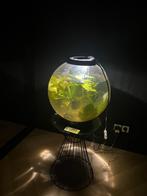 Biorb vissenkom 60ltr warm water, Dieren en Toebehoren, Vissen | Aquaria en Toebehoren, Ophalen of Verzenden, Leeg aquarium