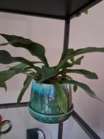 Hertshoorn varen inclusief pot, Ophalen of Verzenden, Halfschaduw, Minder dan 100 cm