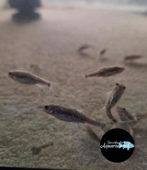 Garra rufa – Doktersvis, Dieren en Toebehoren, Vissen | Aquariumvissen, Zoetwatervis, Vis