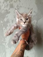 Maine Coon Mädchen, Poes, Gechipt, 0 tot 2 jaar