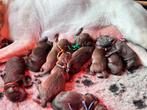 F1 Labradoodle pups – Unieke kleur & vacht – Niet verharend, Overige rassen, 8 tot 15 weken, Meerdere, Meerdere dieren