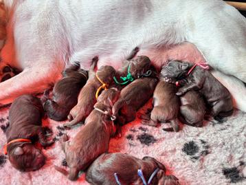 F1 Labradoodle pups – Unieke kleur & vacht – Niet verharend beschikbaar voor biedingen