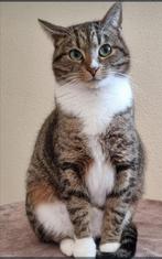 Gevraagd: hondenvoer kattenvoer/brokken/vlooiendruppels, Dieren en Toebehoren, Ophalen