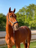 Leergierige allround ruin, 6 jaar vp verlaagd, Dieren en Toebehoren, Paarden, Gechipt, Ruin, 3 tot 6 jaar, L