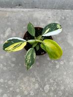 Philodendron White Wizard Tricolor - Zeldzaam!, Vaste plant, Ophalen of Verzenden, Bloeit niet, Halfschaduw