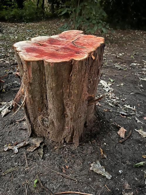 Taxus hout, Doe-het-zelf en Verbouw, Hout en Planken, Nieuw, Overige typen, Overige houtsoorten, Minder dan 200 cm, 50 mm of meer