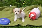 Havanezer pup laatste uit nestje, Dieren en Toebehoren, Honden | Chihuahua's en Gezelschapshonden, Rabiës (hondsdolheid), 15 weken tot 1 jaar