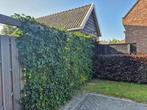 Topkwaliteit Hedera hibernica (klimop) in diverse maten., Tuin en Terras, Ophalen, Overige soorten, Haag, 100 tot 250 cm
