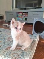 Kittens, Meerdere dieren