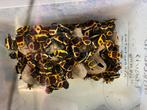 Verschillende rozenkevers ruilen kan ook, Dieren en Toebehoren, Insecten en Spinnen, Overige soorten