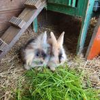 Jonge konijntjes, Dieren en Toebehoren, Konijnen, Mannelijk, Middelgroot, 0 tot 2 jaar