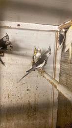 Vogels gezocht, Dieren en Toebehoren, Meerdere dieren, Parkiet