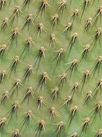 Snurk Cozy Cactus Dekbedovertrek – 140 x 200/220 cm, Eenpersoons, Dekbedovertrek, Nieuw, Ophalen of Verzenden