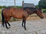 5 jarige quarter horse merrie, Dieren en Toebehoren, Merrie, Recreatiepaard