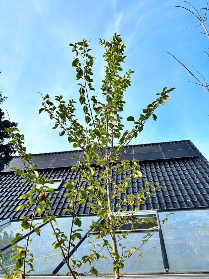 Iep boom, Tuin en Terras, Planten | Bomen, Overige soorten, 250 tot 400 cm, Volle zon, In pot, Ophalen