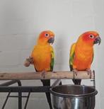 Vogel, Meerdere dieren, Parkiet, Tam
