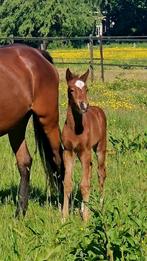 Cocktail, onze geweldige mix Freiberger x springpaard, Merrie, Minder dan 160 cm, Niet van toepassing, 0 tot 2 jaar