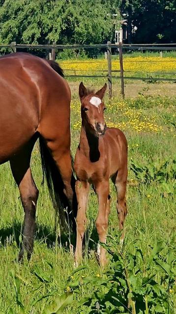 Cocktail, onze geweldige mix Freiberger x springpaard beschikbaar voor biedingen