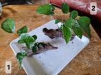 Anubias Barteri op Hout, Ophalen, Zo goed als nieuw, Plant(en), Steen of Hout