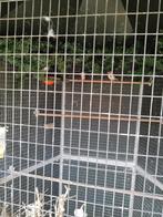 Kleine putter pop van2023, Dieren en Toebehoren, Vogels | Overige Vogels, Vrouwelijk, Wildzangvogel