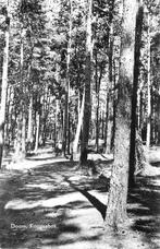 (388-366-015) Doorn Kaapsebos, Verzenden, Utrecht