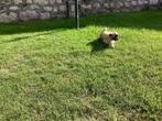 Te koop Shih Tzu puppy’s, Overige rassen, 8 tot 15 weken, Teef, CDV (hondenziekte)