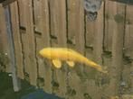Mooie koi 60+ cm, Dieren en Toebehoren, Vissen | Vijvervissen, Karper of Koi