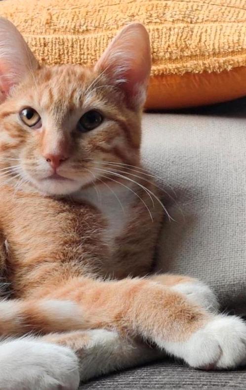 Noodkreet herplaats adres gezocht, Dieren en Toebehoren, Katten en Kittens | Raskatten | Langhaar, Meerdere dieren, 3 tot 5 jaar