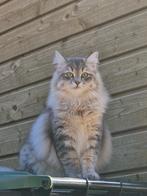 Siberische poes zoekt gouden huisje zonder andere katten, Dieren en Toebehoren, Katten en Kittens | Raskatten | Langhaar, Poes